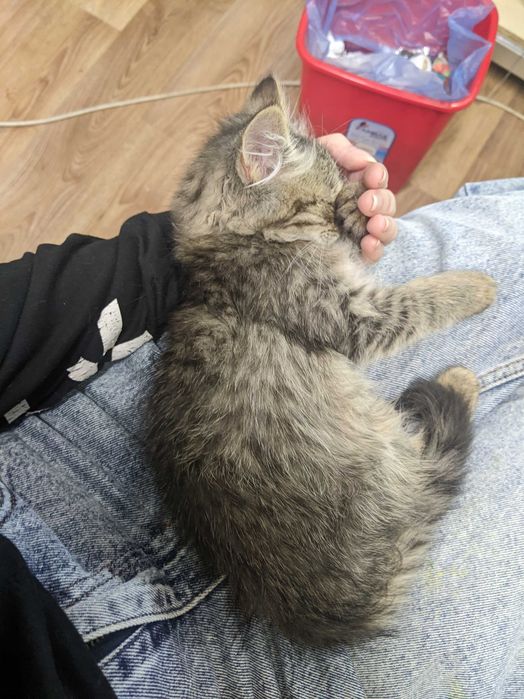 Віддам кошеня дівчинку безкоштовно