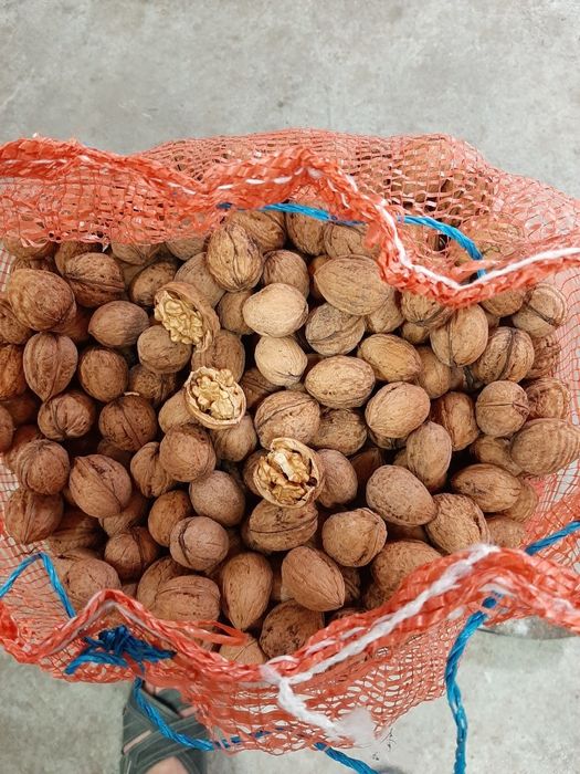 Orzechy włoskie 8zł/kg 5kg