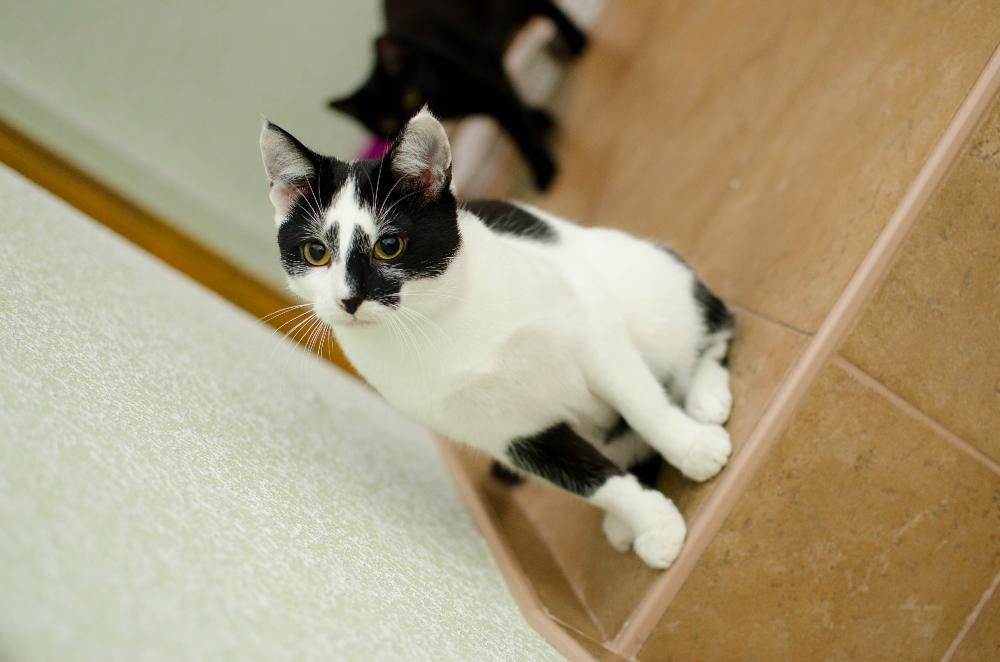 Malinowski z Fundacji MIASTO KOTÓW