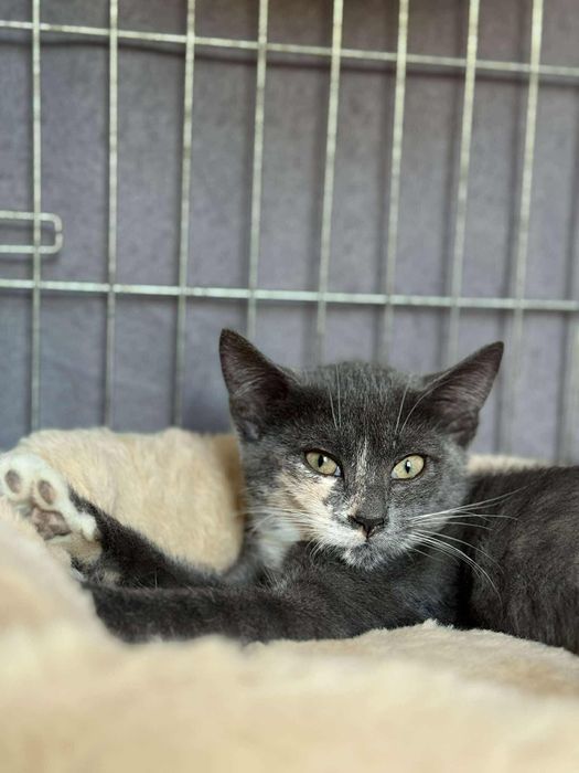 Przepiękne kotki do adopcji, kot, kotka