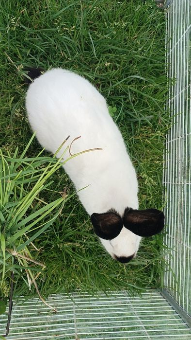 Samica królik kalifornijski króliki król