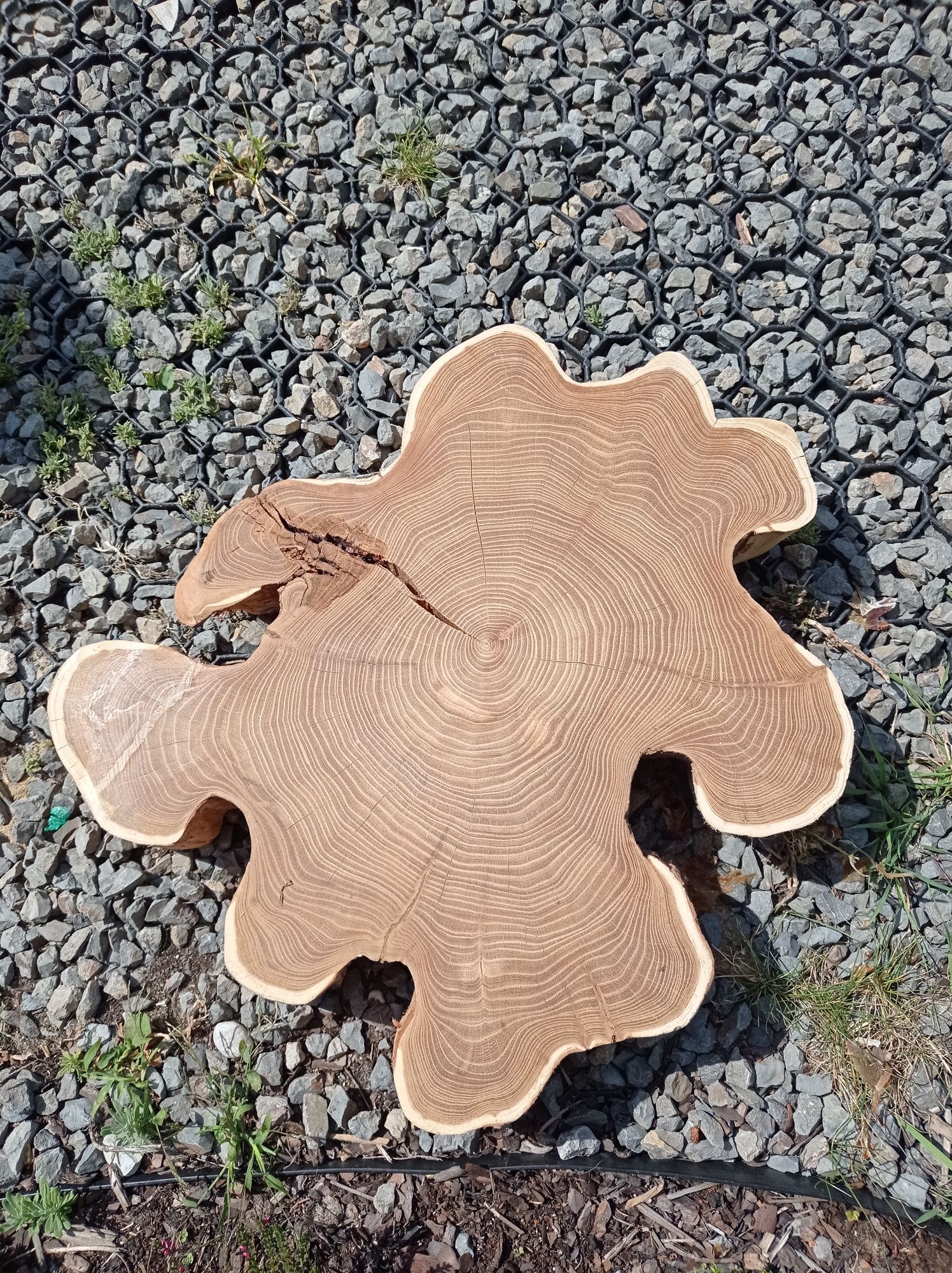 Plater drewna na stolik