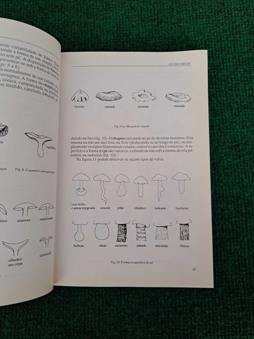 Cogumelos na natureza na mesa - Berta Fernandes
