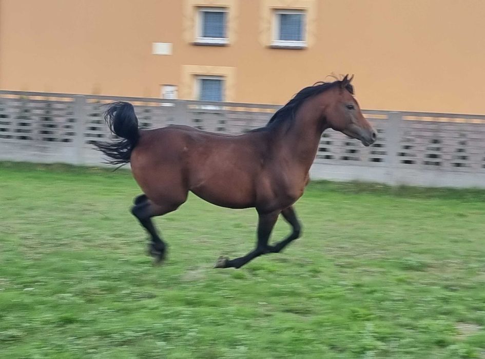 Wyjątkowy ogier arabski -  wnuk multichampiona Marajja