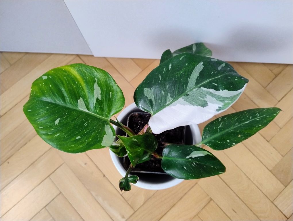 Filodendron 'White Princess, kolekcjonerska odmiana w doniczce P9
