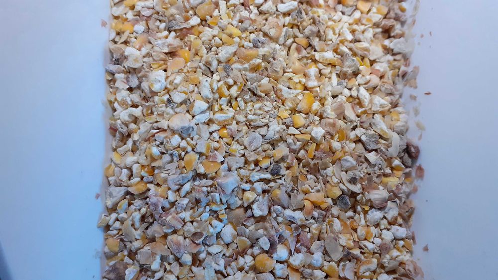 Kukurydza ziarno kiszone gniecione - cena brutto z dostawa