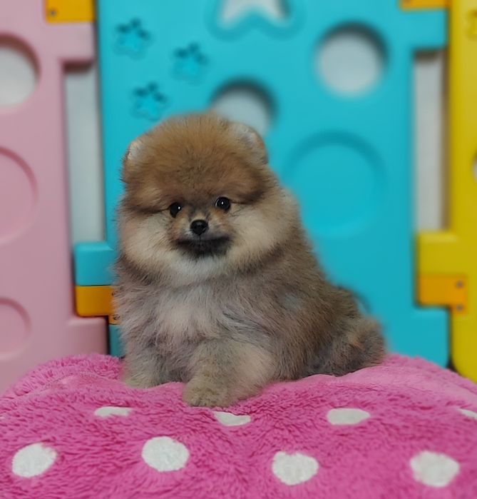 Очаровательная  девочка и мальчик померанского шпица