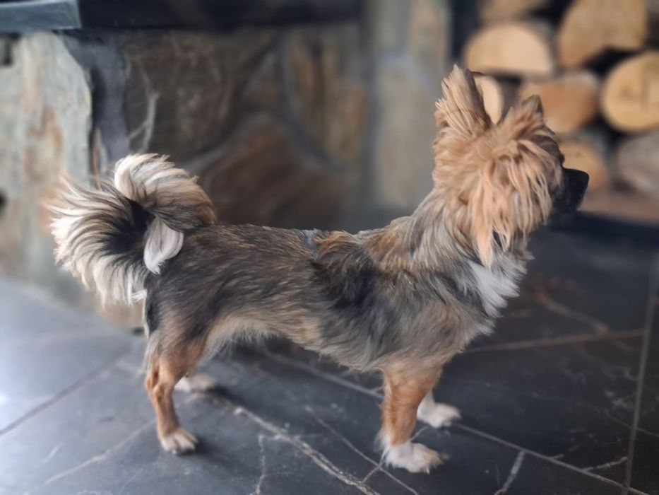 Chihuahua długowłosa,  sunia, mini suczka, suczka z rodowodem
