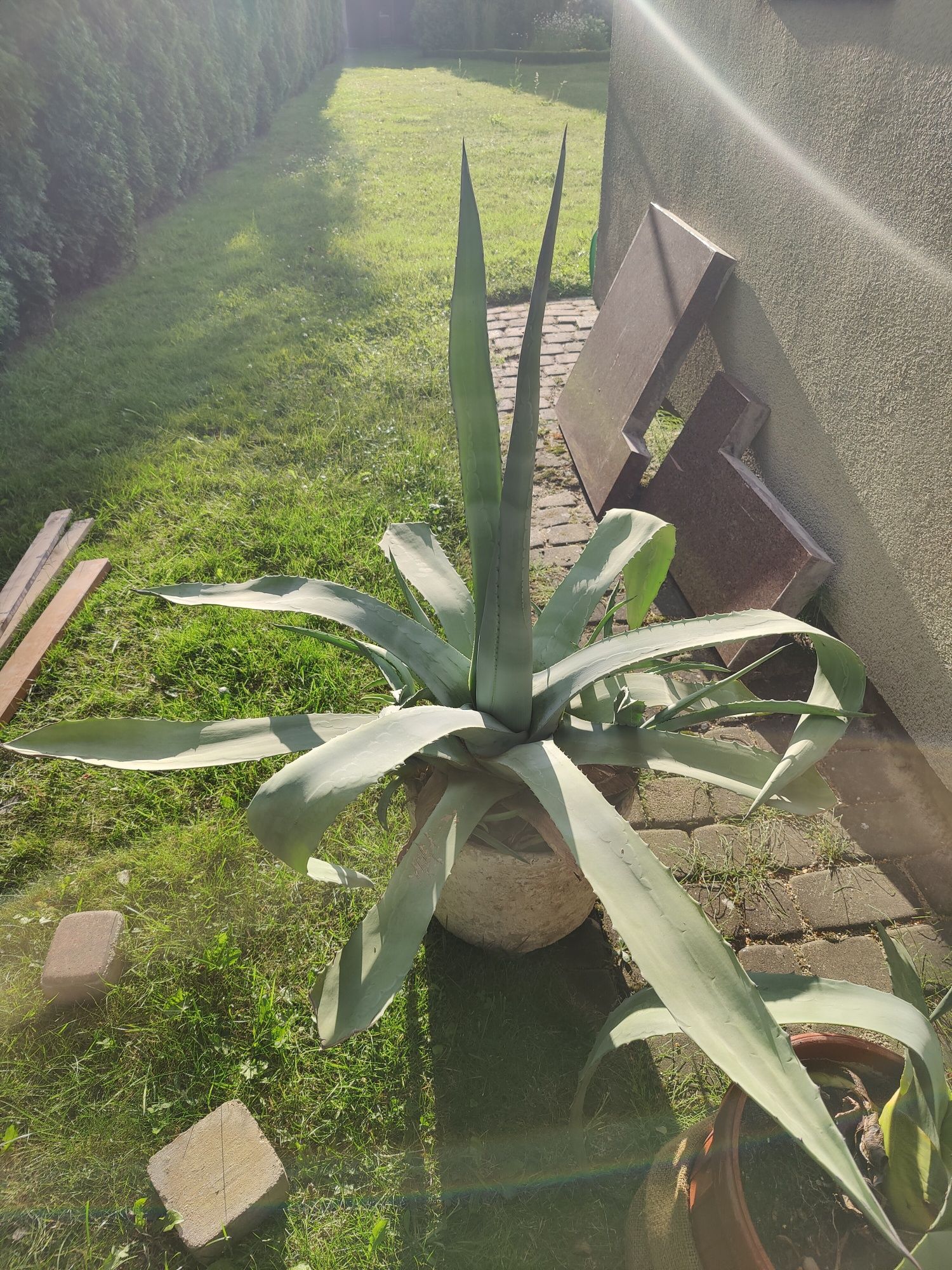 Ogromna piękna agawa