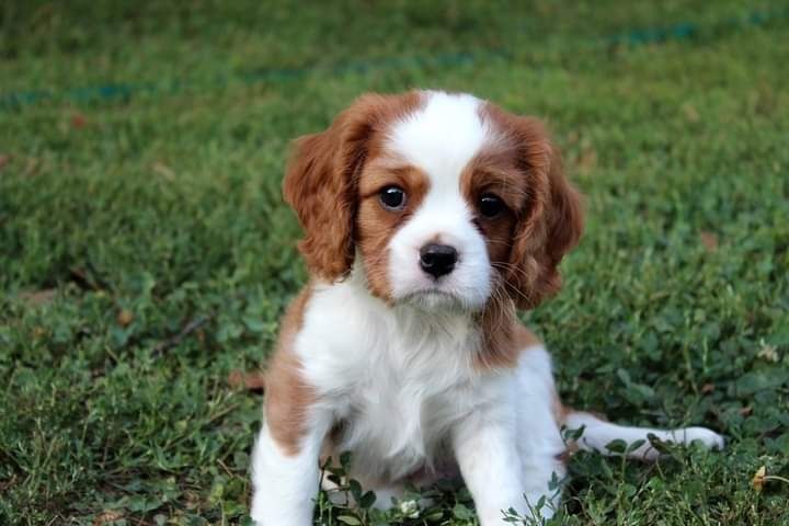 Cavalier King Charles Spaniel szczeniak sunia super piesek