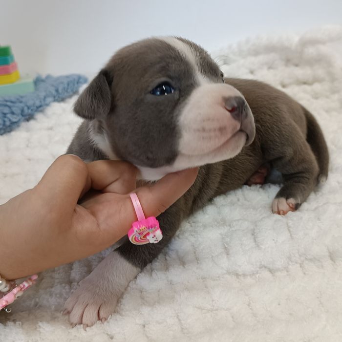 Nova Luna стафінька з такою харізмою,що меркнуть зірки.КСУ