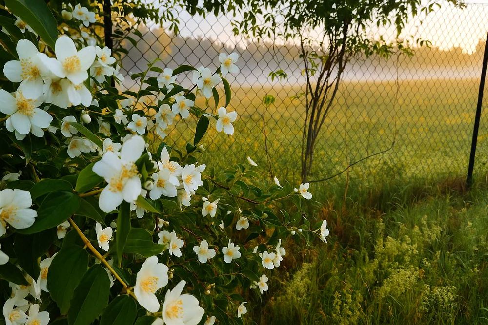 Działka w otulinie lasu – Gutkowo, 1800 m², 15 minut centrum Olsztyna