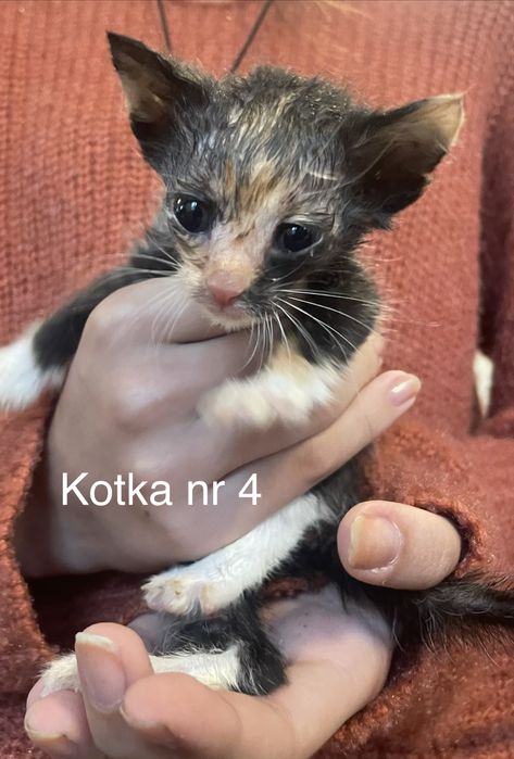 Kotki szukają domów