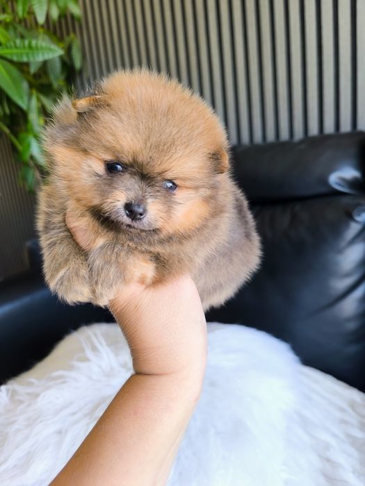 Spitz Anão/ Lulu da Pomerânia olhos azuis  Mini.