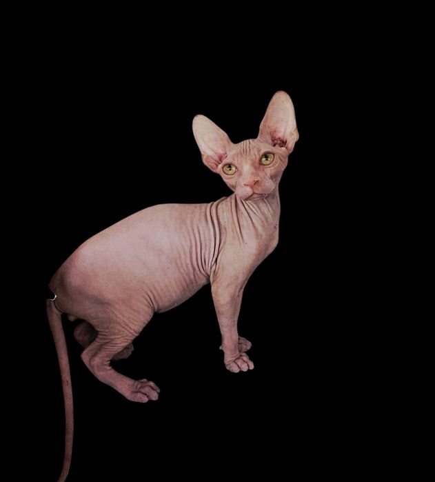 Кошенята різного віку. Ціни різні