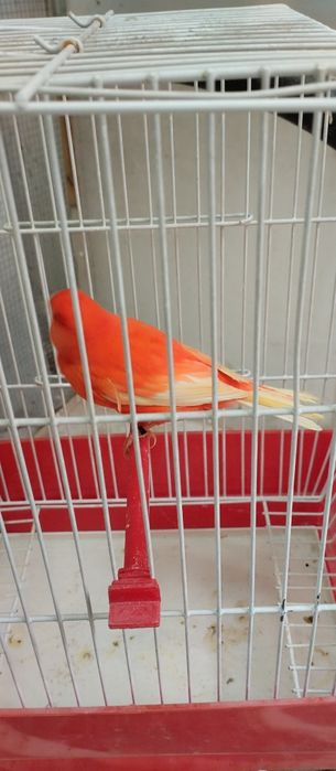 Canários Ágatas vermelhos e vermelhos.