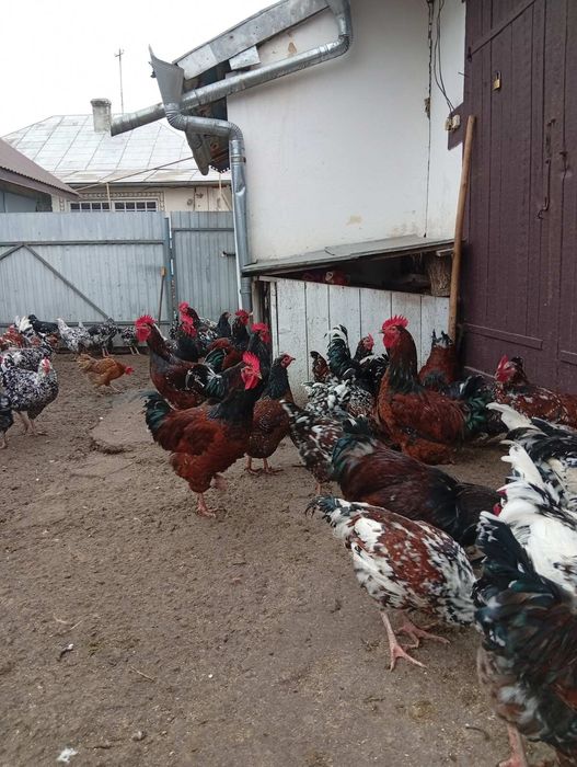 Продам кури та півні Лівенська ситцева