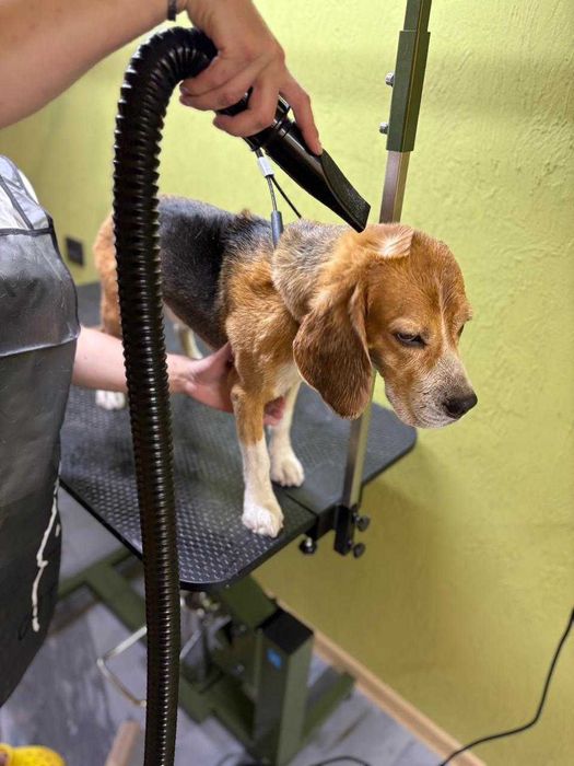 Грумінг Коростень (Коростенський район)