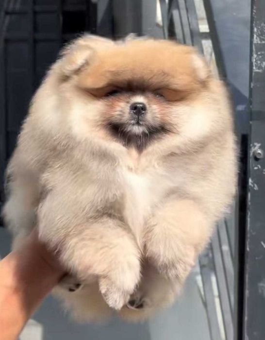 Maleńki miś mini pomeranian