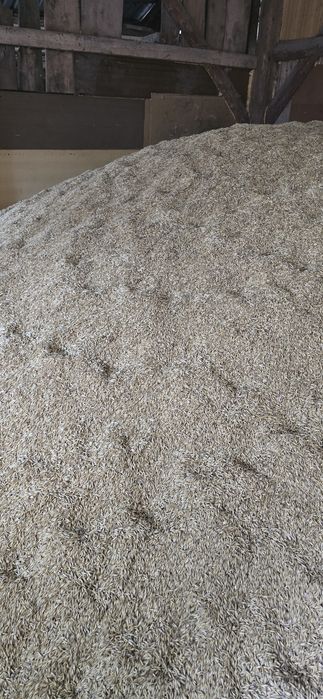 owies rambo i czarny ( gniady )