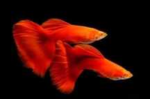 Gupik albinos czerwony Full Red Albino - Wysyłka - AKWAREKS