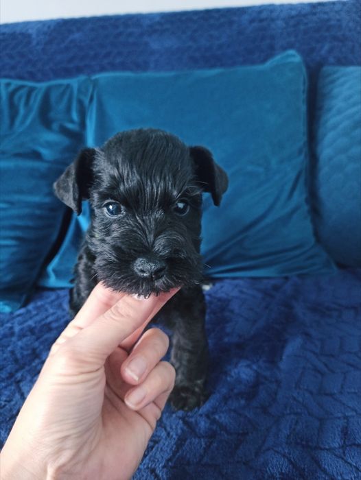 Sznaucer Miniaturowy Czarny FCI ZKwP