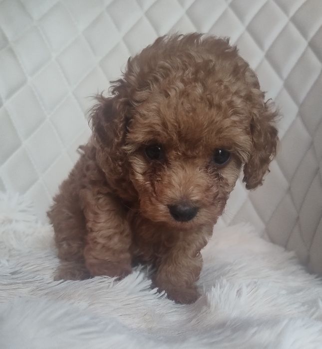 Cudna Maleńka Suczka Red Brown  - Pudel Toy - Już Do Odbioru!