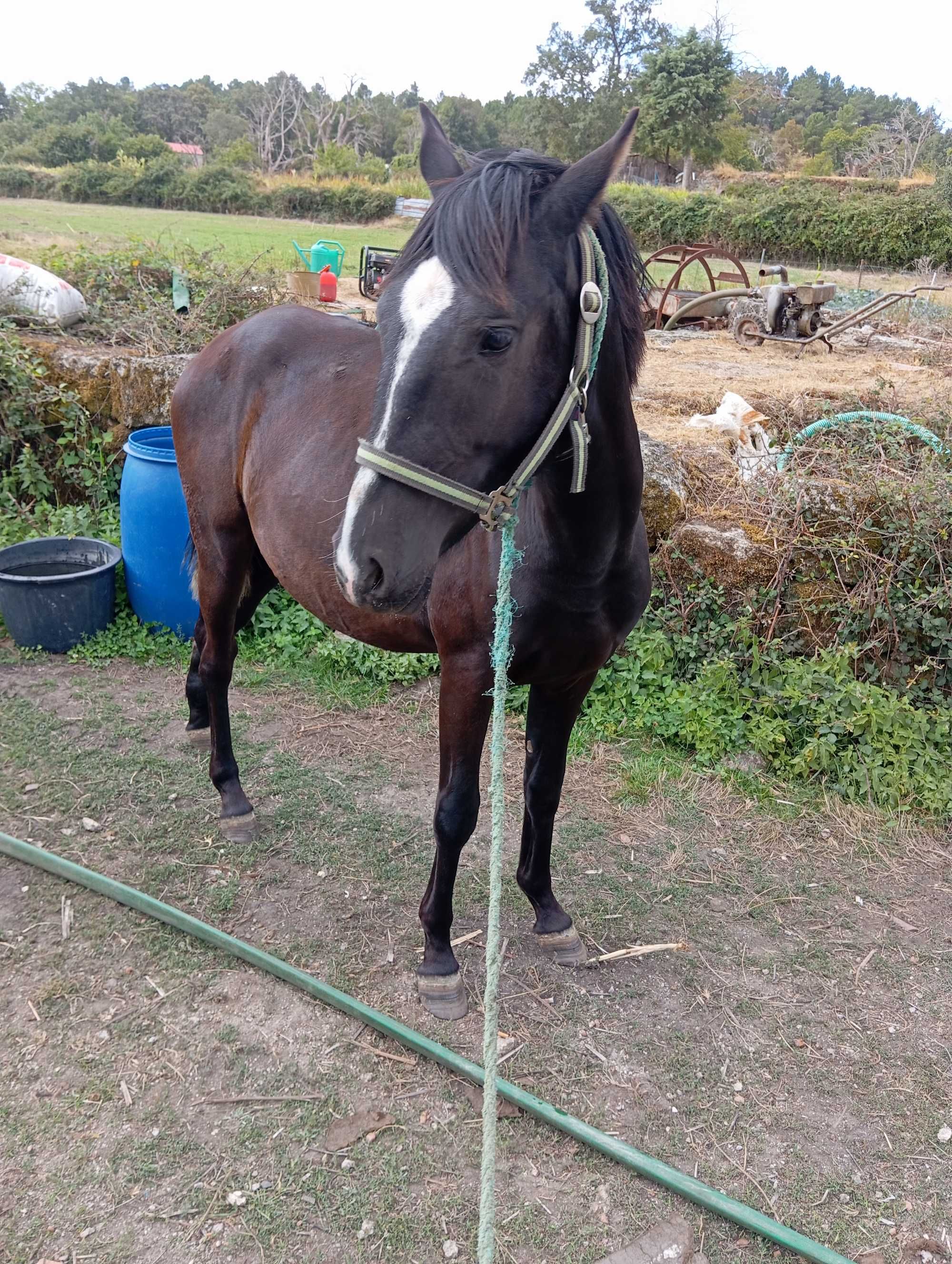 Poldro cruzado lusitano