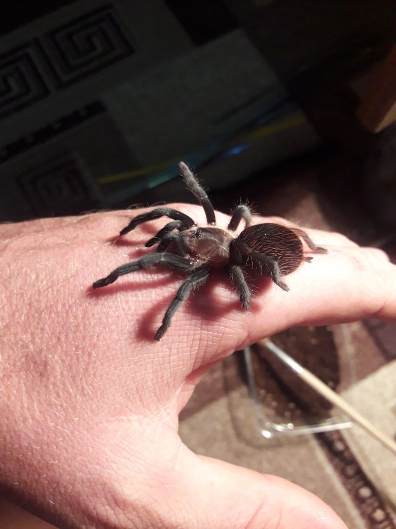 Brachypelma smithi (произносится брахипельма смити)