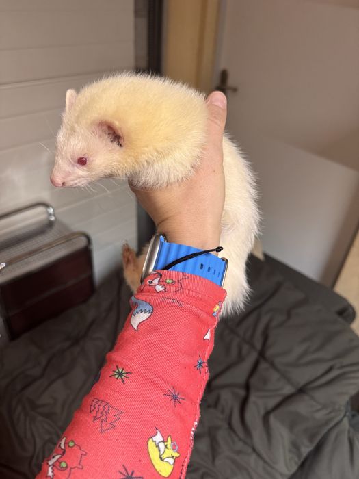 Fretka - samica albino mloda REZERWOWANA