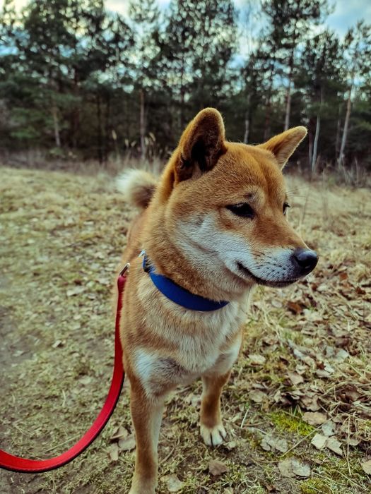 Plany hodowlane zima 2025 - shiba ZKwP rezerwacja