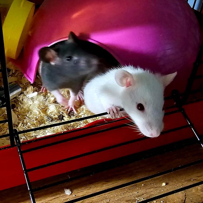 Oddam za darmo szczurki