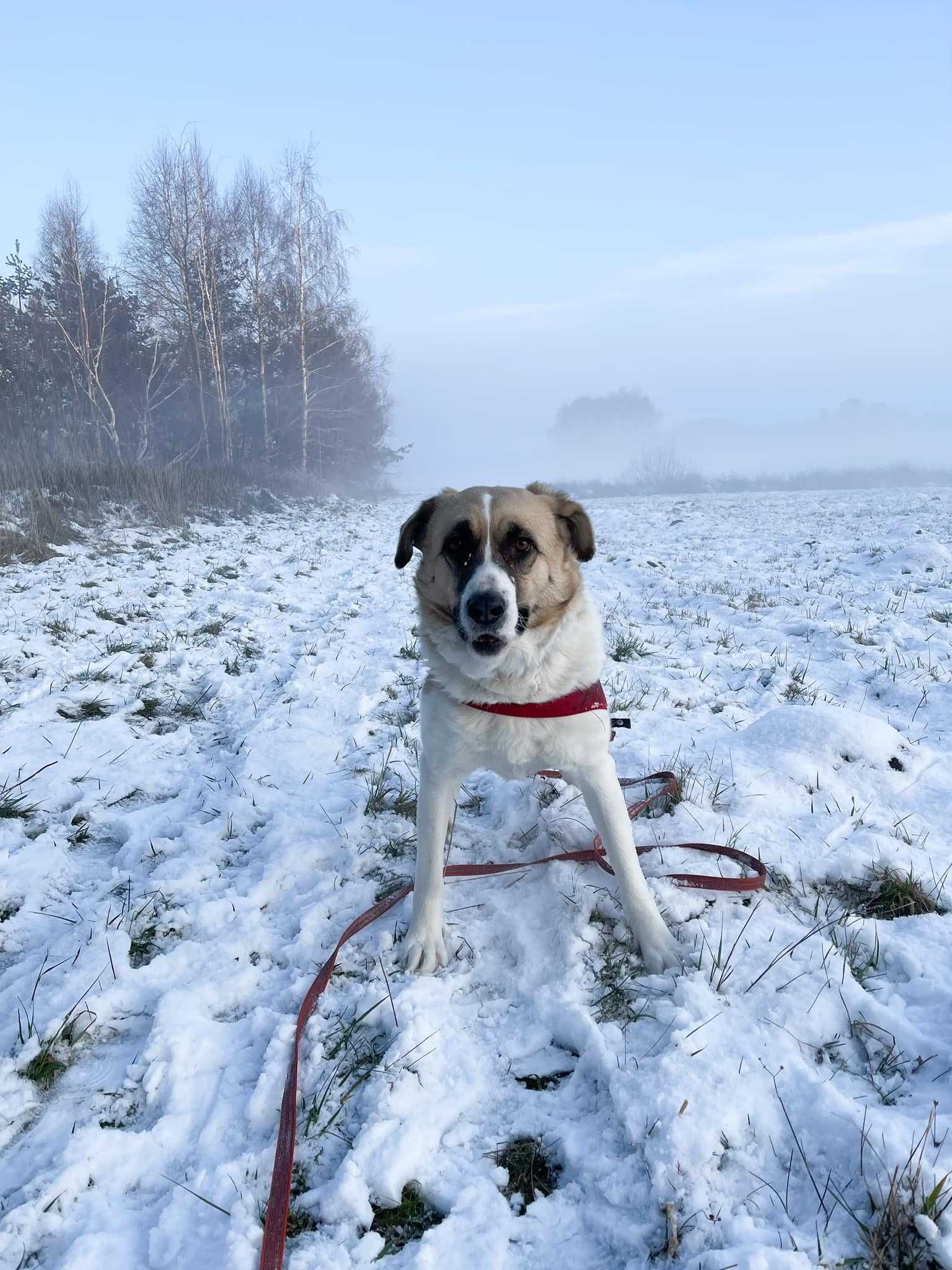 Młodziutka Feta w typie owczarka środkowoazjatyckiego szuka domu