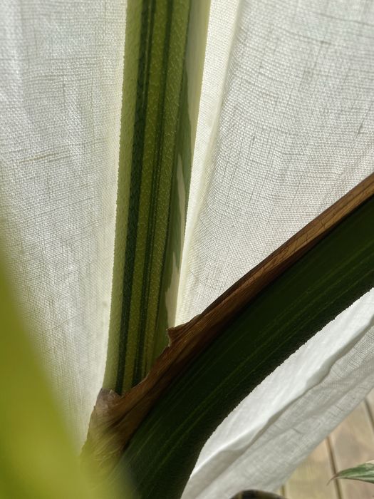 Dwulistny szczyt Monstera Mint