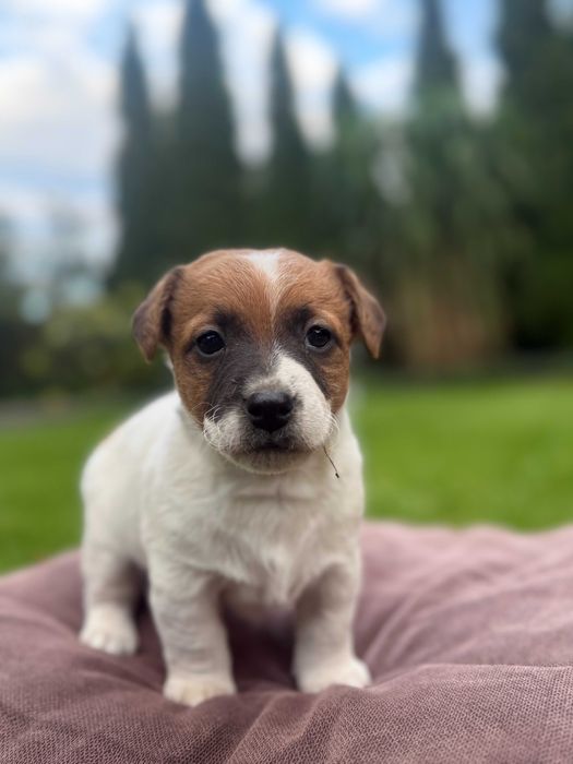Jack Russell Terrier PIESEK od #S M A R T I E  JACKS# rodzice FCI/ZKwP