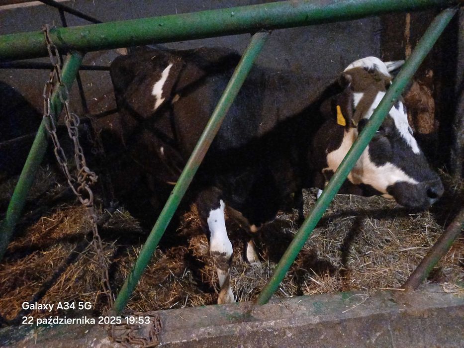 Krowa z mlekiem mloda