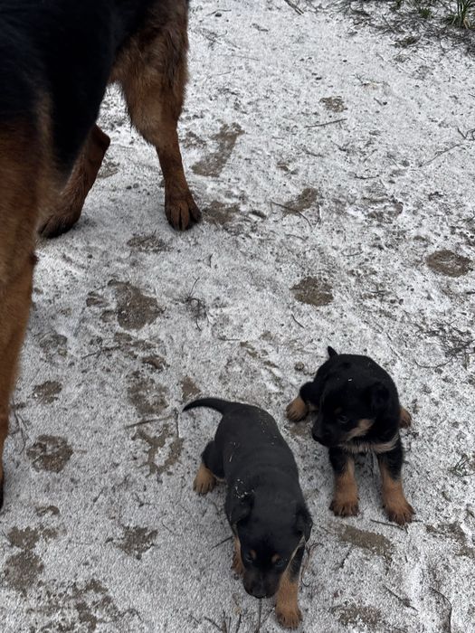 Oddam za darmo pieski