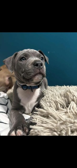 Amstaff szczeniaki american staffort shirt terier