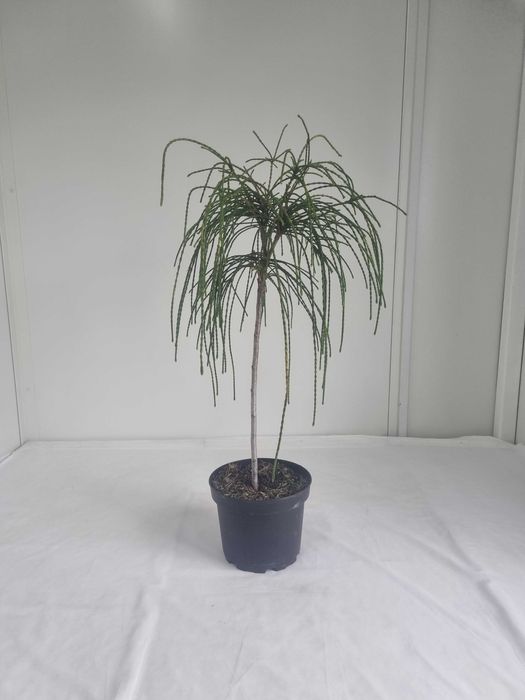 Thuja Whipcord – Karłowa Żywotnik, Wys. 80 cm, Doniczka 5L