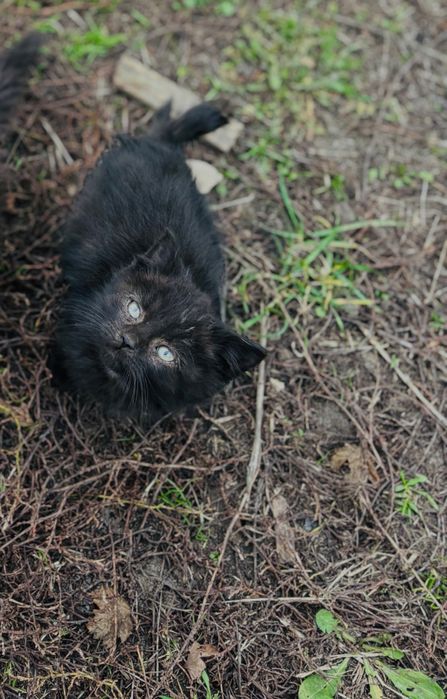 Кошенятко шукає дім