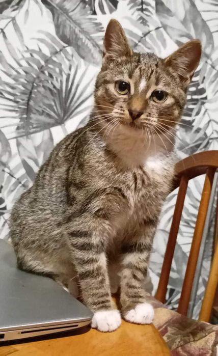 Henryk, Henio, Heniutek - turbo luzak szuka domu!