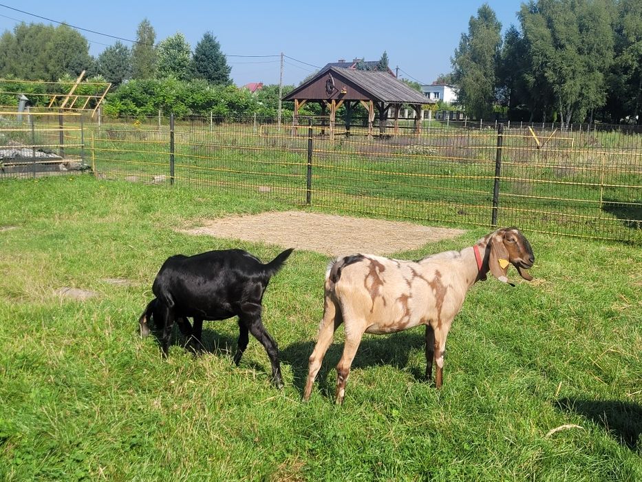 Kozy anglonubijskie
