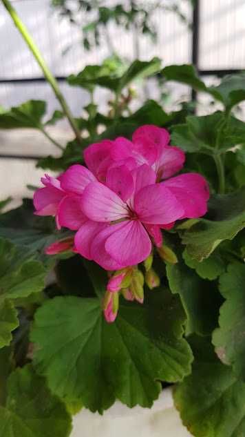 Продам кімнатні квіти