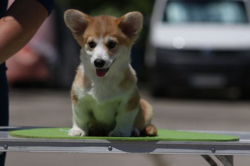 Мальчик корги_Джери