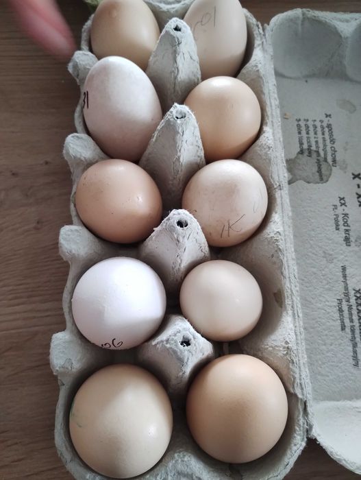 Jaja legowe Ayam Cemani, Silka oraz Fenis.