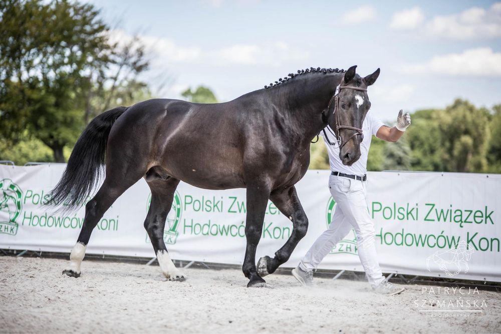 Wałach śląski 4 lata powożenie zajeżdżony