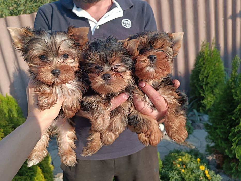 Привитые щенки Йорка