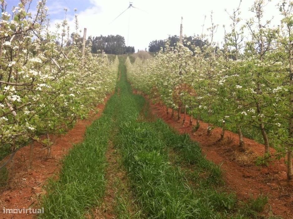 Quinta com 10 hectares em Alguber, Cadaval