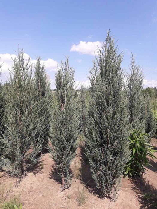 Jałowiec skalny 120,140,150,180 cm! Sadzimy! Nasz Dowóz! Blue Arrow!