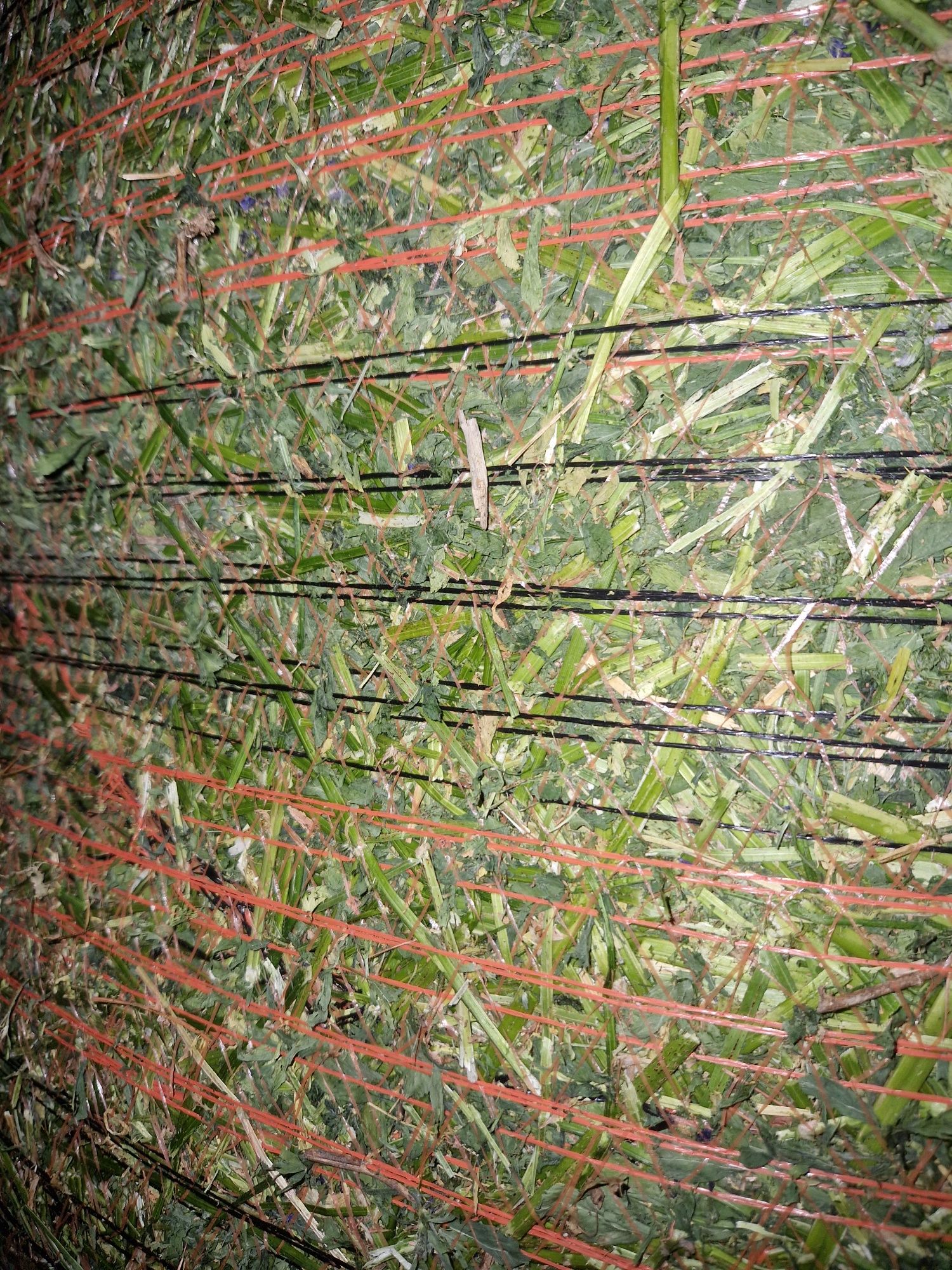 Czysta lucerna bele 130cm cena z transportem